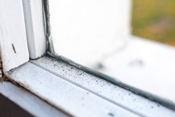 Best Emergency Mold Remediation  in Laughlin Af, TX