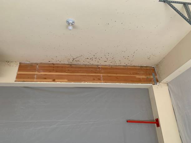 Best Comprehensive Air Testing for Mold Contaminants  in Laughlin Af, TX