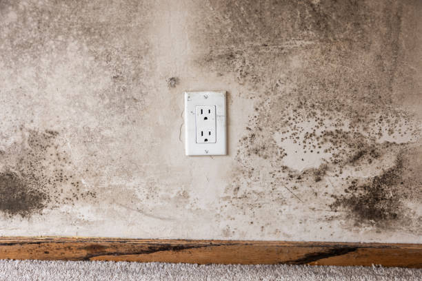 Laughlin Af, TX Mold Removal Company