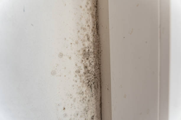 Best Environmental Consulting for Mold Prevention  in Laughlin Af, TX